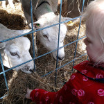 Kinderopvang Poppejans Groningen - kinderboerderij